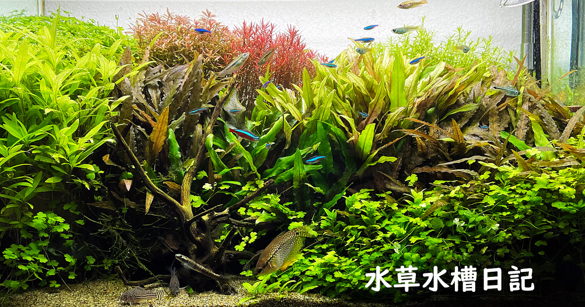 アクアリウム　水草水槽　引退 hqdefault.jpg